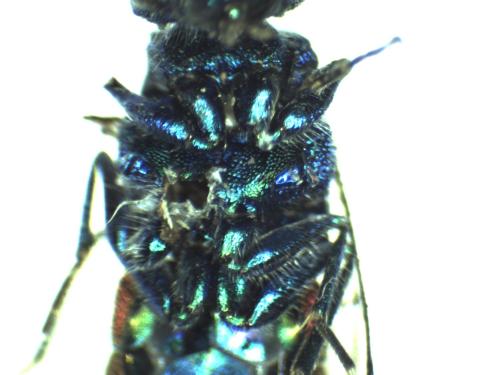 Réf. 296 599 : Chrysis inaequalis
